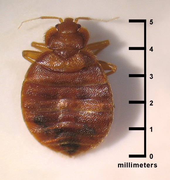Everything Your Ever Wanted To Know About Bedbugs… and Some You Probably Didn’t Dorsal view of an adult, Cimex lectularius, a bed bug